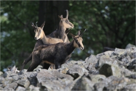<p>KAMZÍK HORSKÝ (Rupicapra rupicapra) Lužické hory, Studenec ---- /Chamois - Gämse/</p>